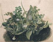 Small Clump of Wayside Plants unknow artist